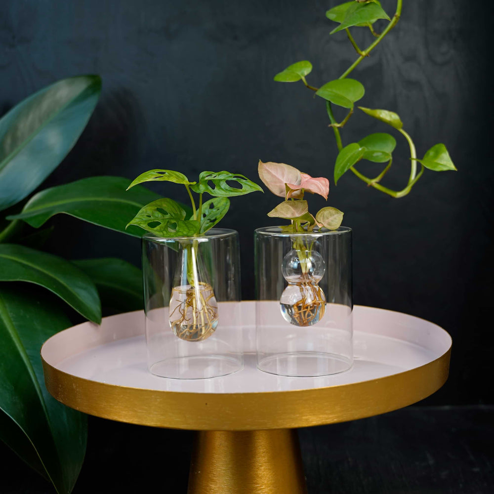 Sydney druppel Monstera en bolletje Syngonium Neon