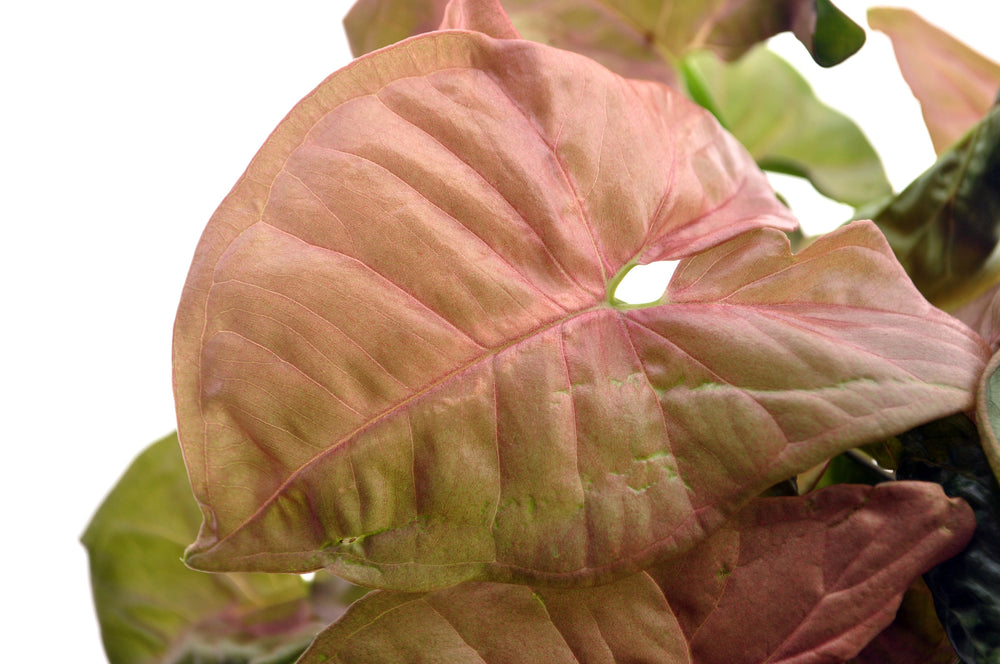 Syngonium Neon leaf