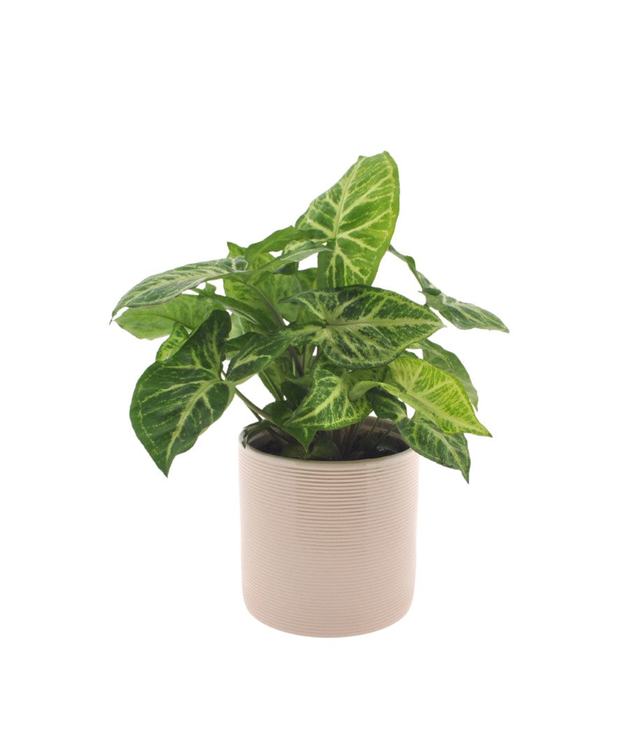 Syngonium | Arrow | 30cm | met pot naar keuze