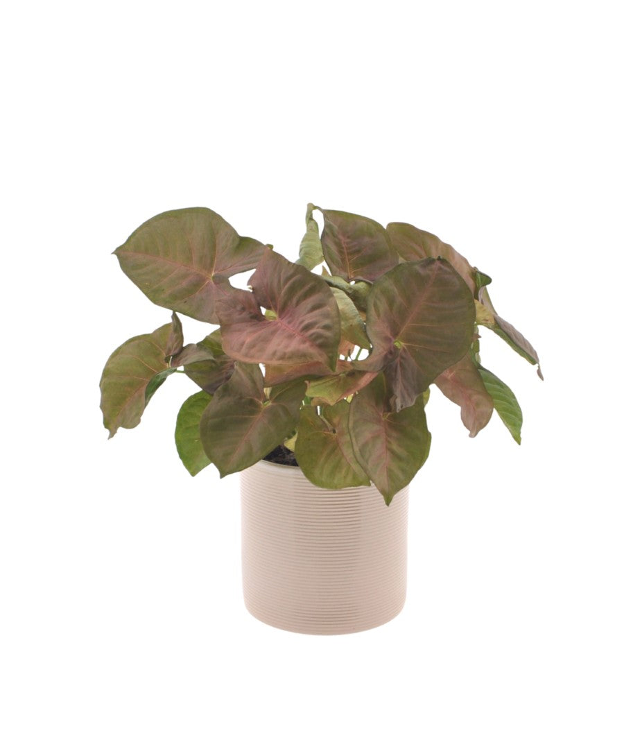 Syngonium | Neon | 30cm | met pot naar keuze