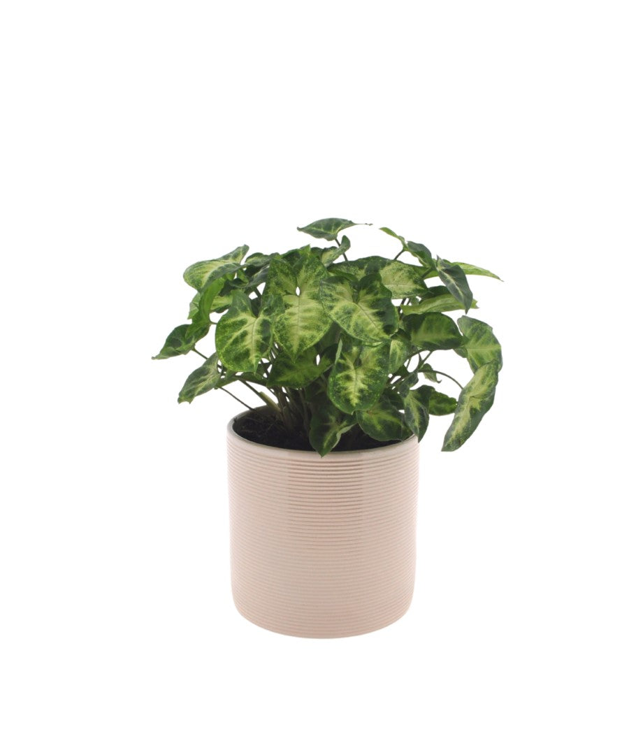 Syngonium | Pixie | 30cm | met pot naar keuze