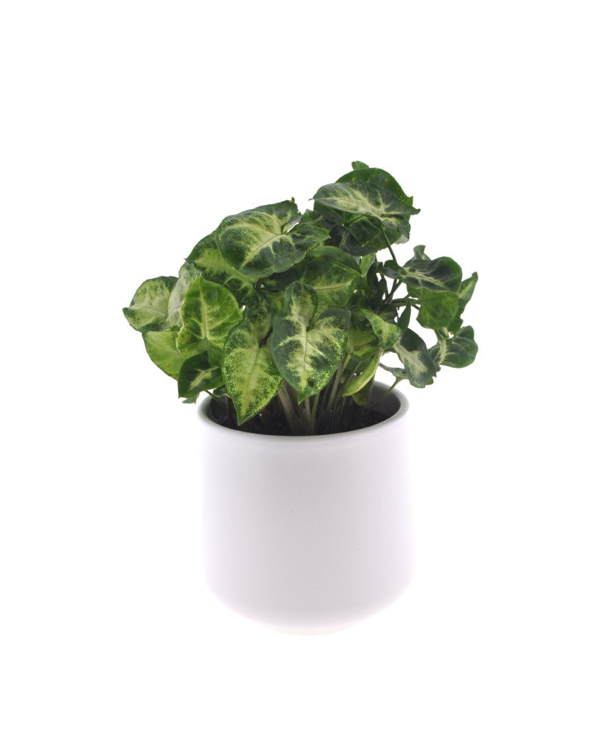 Syngonium | Pixie | 30cm | met pot naar keuze