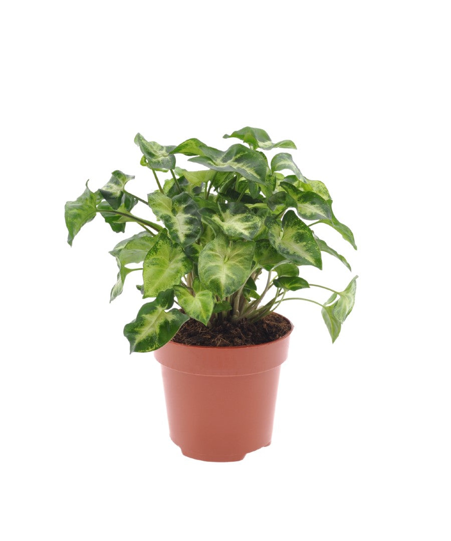 Syngonium | Pixie | 30cm | met pot naar keuze