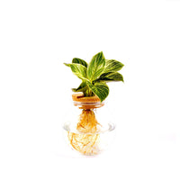 Bolglas met Philodendron White Wave