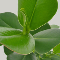 Clusia Rosea Princess leaf