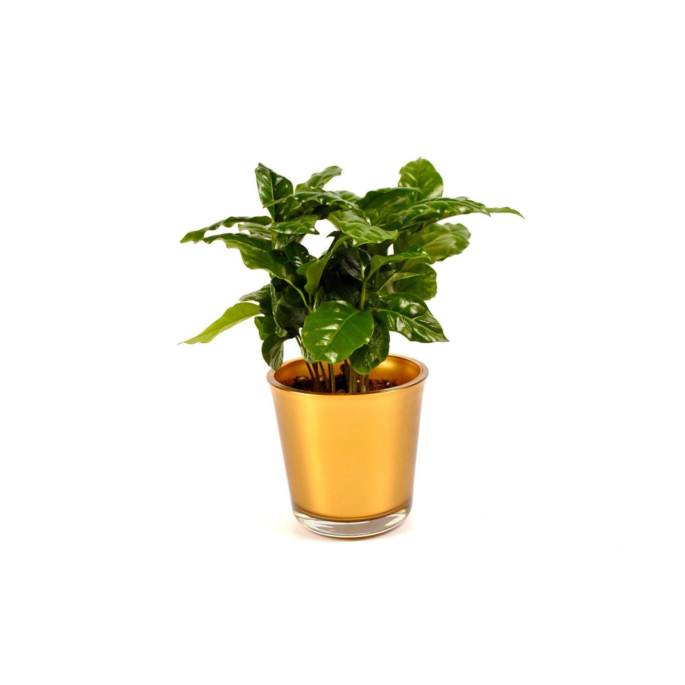 Coffea Arabica koffieplant in gouden pot