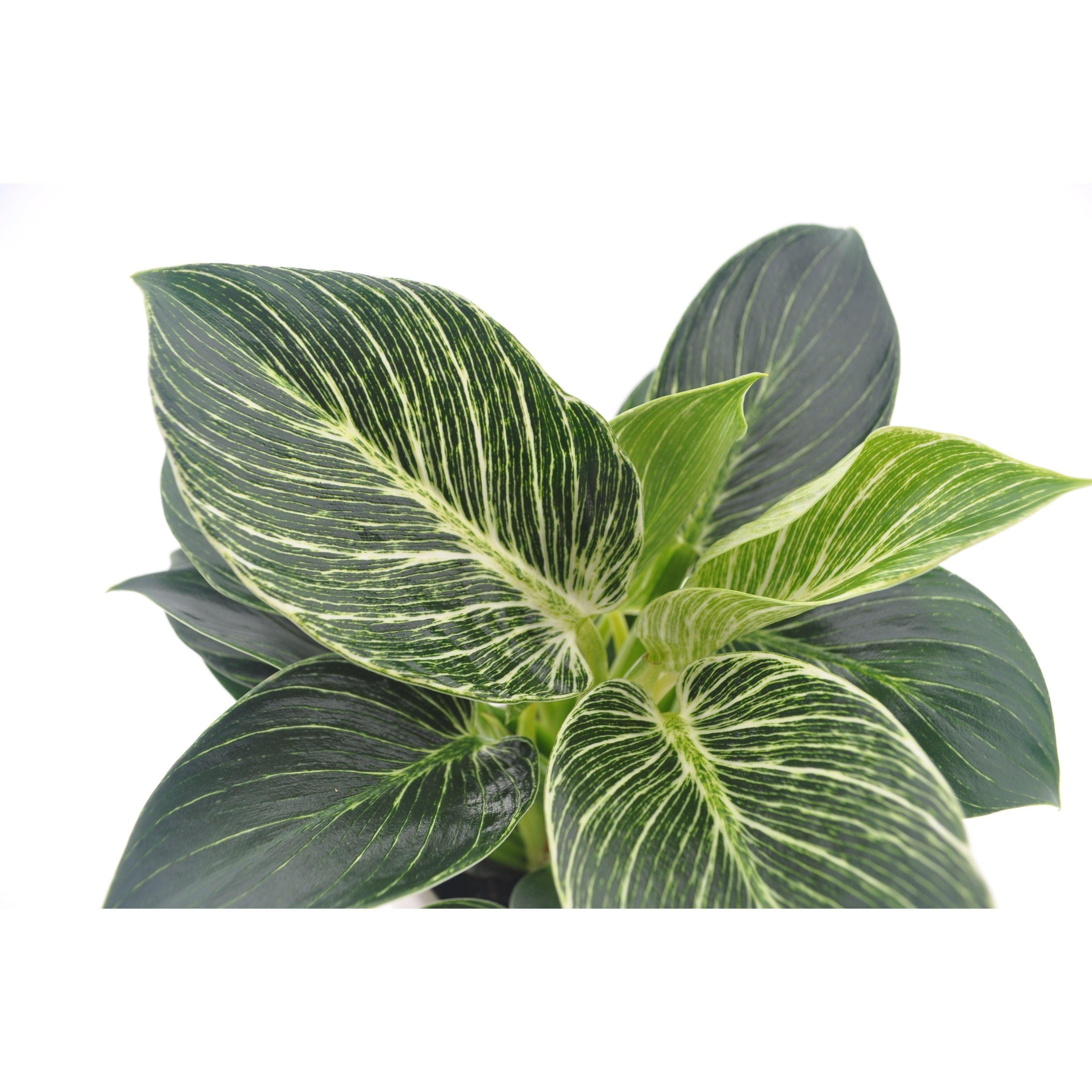 Philodendron WhiteWave blad