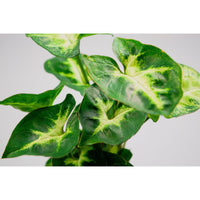 Syngonium Pixie leaf